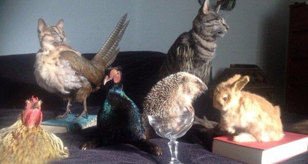 国外公然叫卖由真猫做成的包，价格高达1万竟然还被抢断货