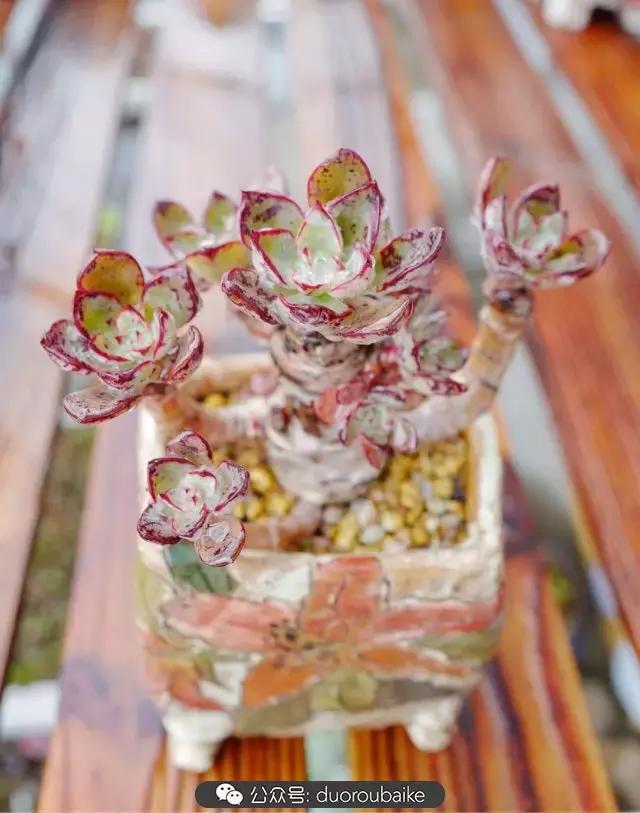 娇艳欲滴的多肉植物,春雨中多肉图片大全