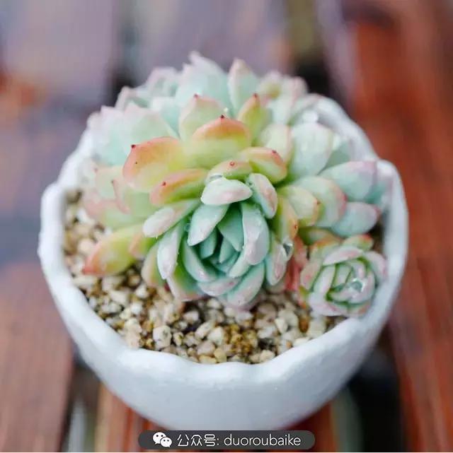 娇艳欲滴的多肉植物,春雨中多肉图片大全