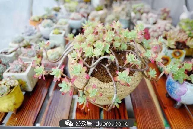 娇艳欲滴的多肉植物,春雨中多肉图片大全