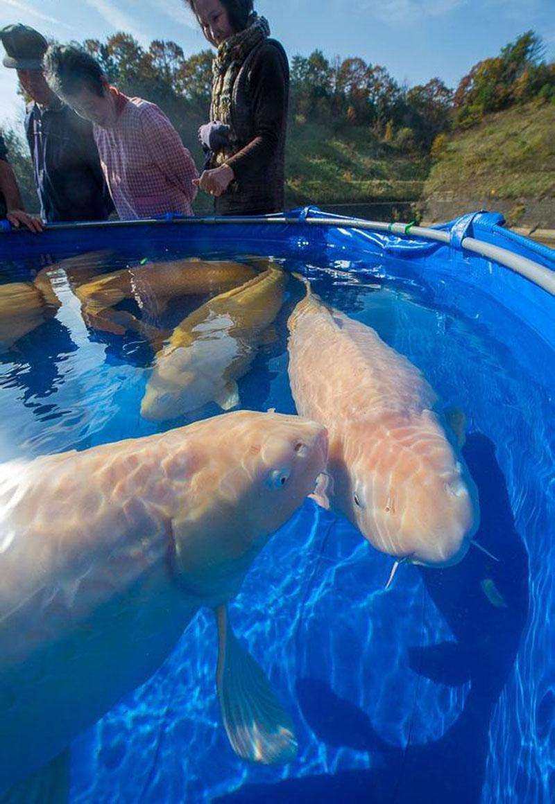 福建家庭园林假山鱼池景观设计,园林鱼池假山流水制作方法大全