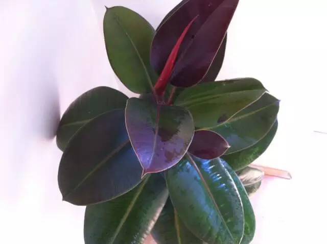 黑金刚橡皮树叶子有油,黑金刚橡皮树如何让叶子油亮