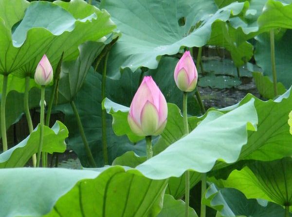 高产莲藕需掌握的种植方法,高产浅水莲藕新品种