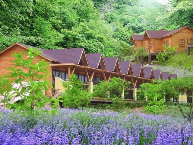 不用去罗平也可以看油菜花,不用去日本也能看的樱花海