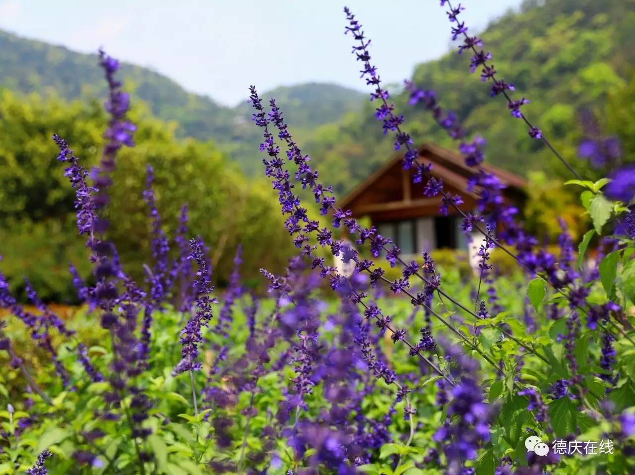 不用去罗平也可以看油菜花,不用去日本也能看的樱花海