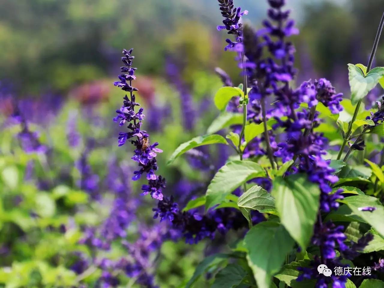 不用去罗平也可以看油菜花,不用去日本也能看的樱花海