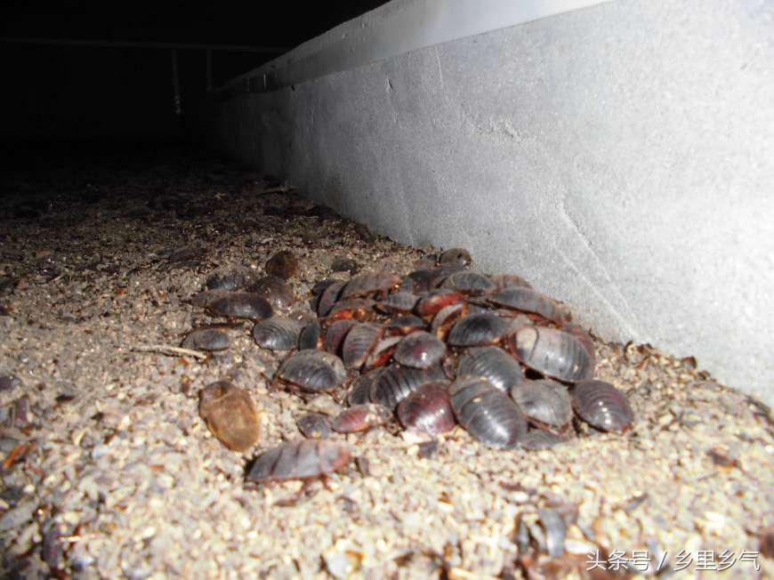 养殖致富经一年收入40万,500元养殖致富技巧