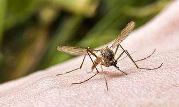 蚊子叮咬引起白斑可以消除吗,蚊虫叮咬能引起白癜风吗