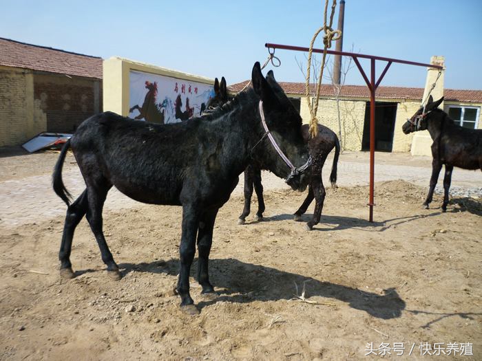 德州驴品种大全,德州驴种哪个品种最好