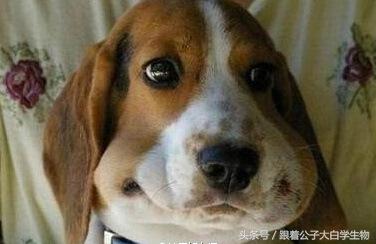 被蜜蜂蜇了的狗狗,被蜜蜂蜇的狗狗情头