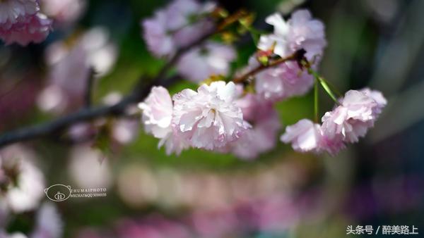 观澜湖空中墅设计图,观澜湖实景演艺