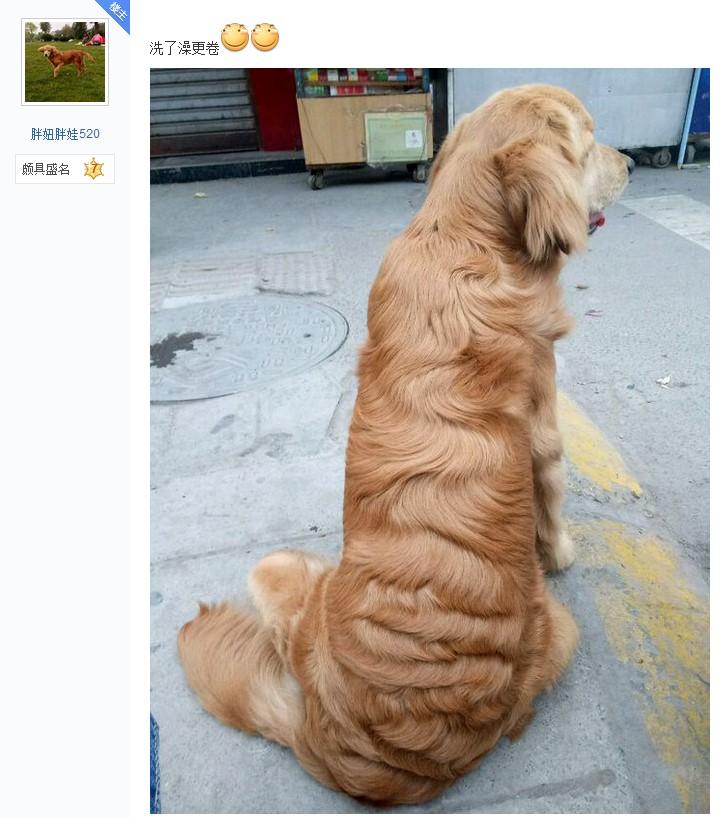 金毛毛发卷曲怎么弄直,金毛毛卷怎么拉直