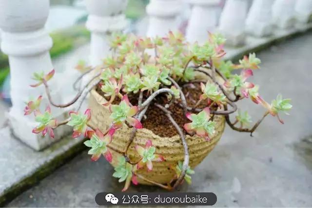 娇艳欲滴的多肉植物,春雨中多肉图片大全