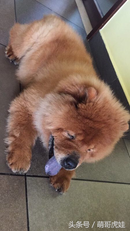 没有常识的家政阿姨竟然给汪星人吃海带，只因怕浪费害苦了宝宝