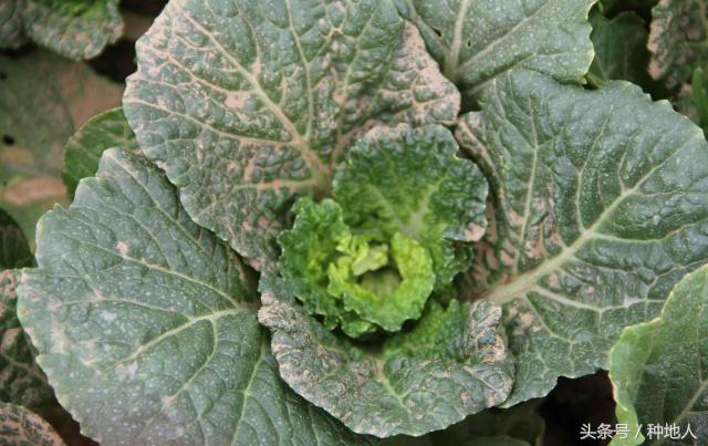 植物激素药害怎么解除,调节剂药害的症状及解决方法