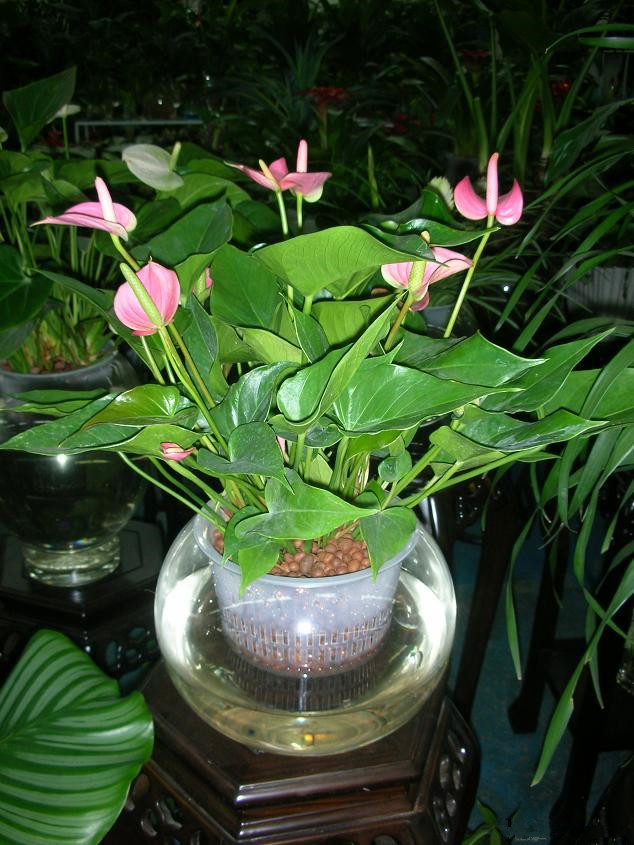 水培粉掌怎么养得最好,新买的水培粉掌怎么养