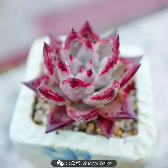 娇艳欲滴的多肉植物,春雨中多肉图片大全