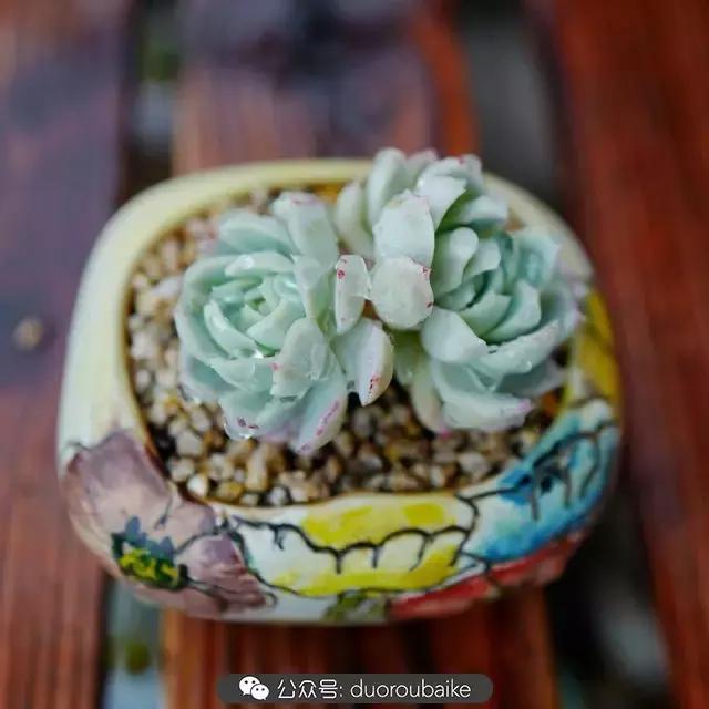 娇艳欲滴的多肉植物,春雨中多肉图片大全