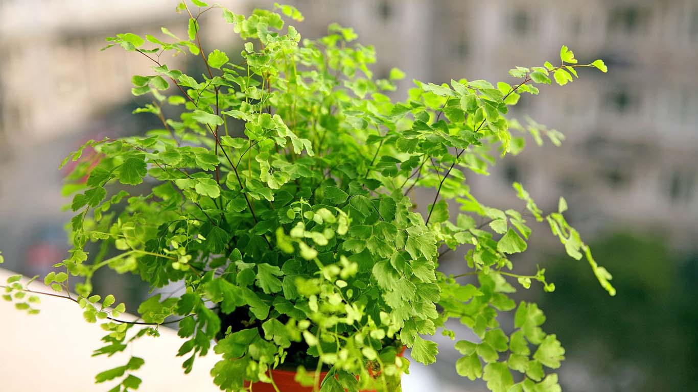 铁线蕨叶子卷曲的原因,铁线蕨叶子卷了为什么