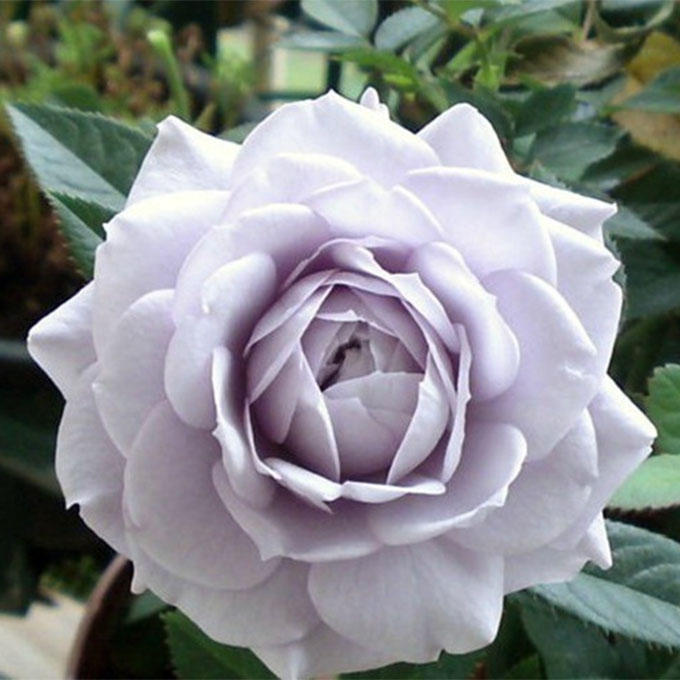 发烧友必入的蓝紫色月季,蓝紫色月季最值得入手的一款