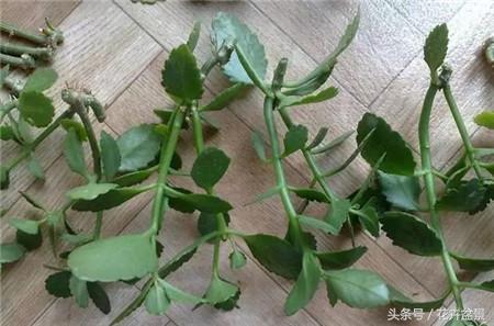 烂根花卉怎么处理,最容易烂根的3种花卉