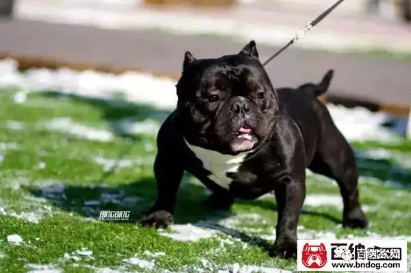中国最大的恶霸犬,中国最大恶霸犬