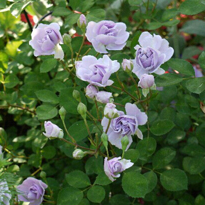 发烧友必入的蓝紫色月季,蓝紫色月季最值得入手的一款