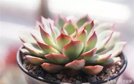 烂根花卉怎么处理,最容易烂根的3种花卉