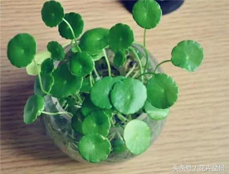 烂根花卉怎么处理,最容易烂根的3种花卉