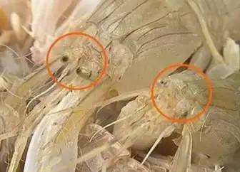 被皮皮虾扎了导致截肢,皮皮虾扎破手指有毒吗