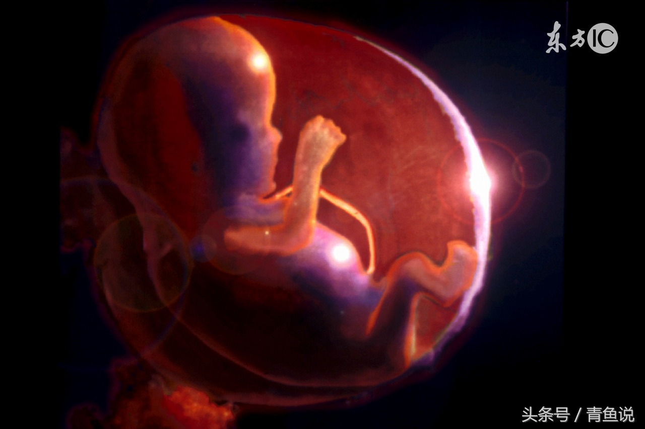 宝宝在肚子里发育是否正常？了解胎儿的变化全过程！