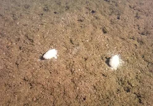 路亚竿滑漂钓鲫鱼的正确调漂方法,加粗尾野钓调漂的正确方法与技巧