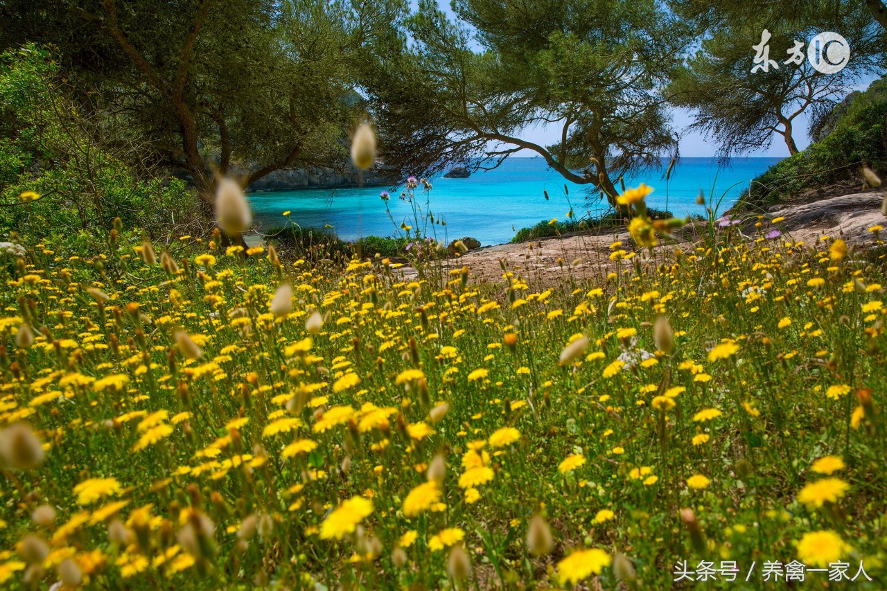 肉鸡包涵体肝炎的症状,肉鸡腹水的防治措施