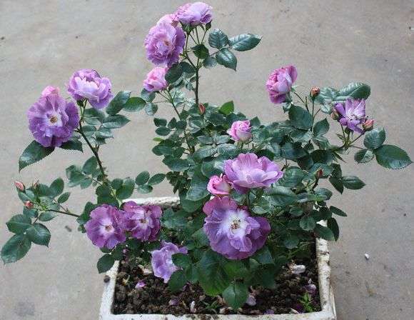 发烧友必入的蓝紫色月季,蓝紫色月季最值得入手的一款