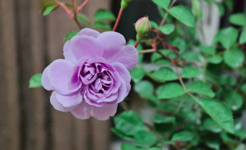 发烧友必入的蓝紫色月季,蓝紫色月季最值得入手的一款