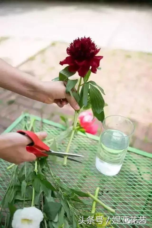 瓶插鲜花怎样才能保存的时间更长,有啥办法可以让插的鲜花时间长久