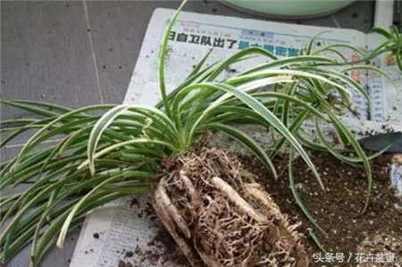 烂根花卉怎么处理,最容易烂根的3种花卉