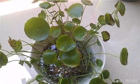 烂根花卉怎么处理,最容易烂根的3种花卉