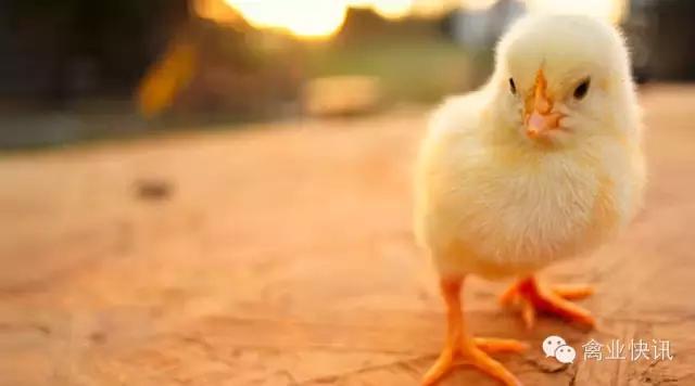 禽的解剖,家禽内部的结构特点