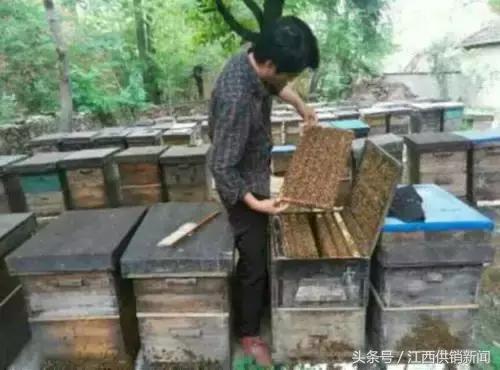 新余仙蜂合作社：发展甜蜜事业，供销社是“蜂王”