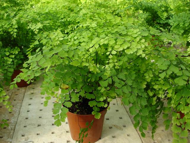 铁线蕨叶子卷曲的原因,铁线蕨叶子卷了为什么