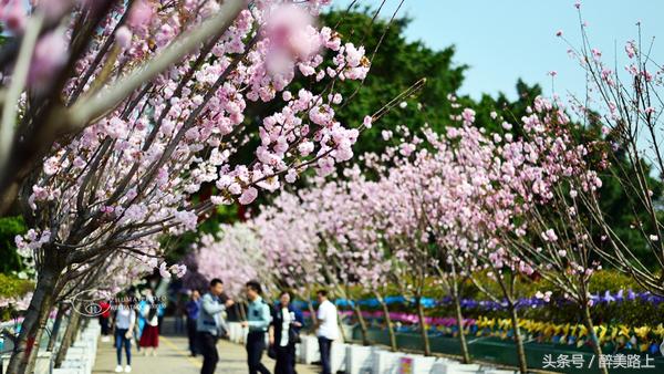 观澜湖空中墅设计图,观澜湖实景演艺
