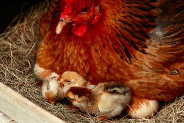 农村怎么养宠物土鸭,鸭子抱窝孵化最后几天会出来吗