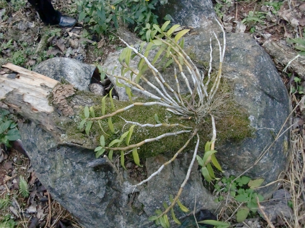 现在纯野生的铁皮石斛越来越少,石斛野生好吗