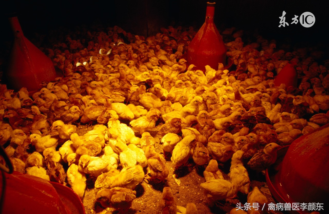 肉鸡后期受凉感冒严重,肉鸡后期采食量不增料原因