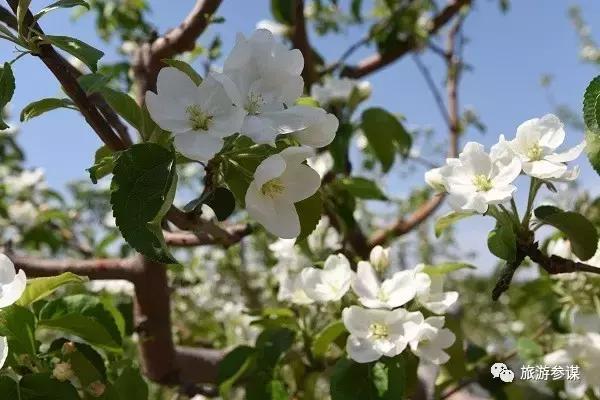 辽源赏花的地方,辽源最佳观花位置