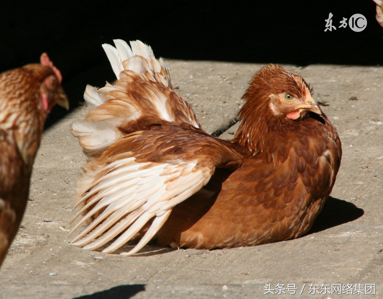鸡崽嗉子有气咋回事,鸡的嗉囊鼓鼓的是什么原因