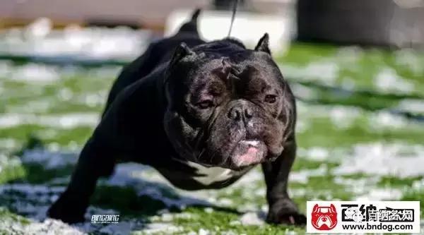 中国最大的恶霸犬,中国最大恶霸犬