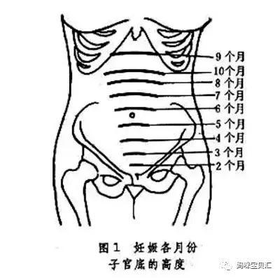 如何通过宫高计算胎儿体重,宫高如何推断胎儿发育