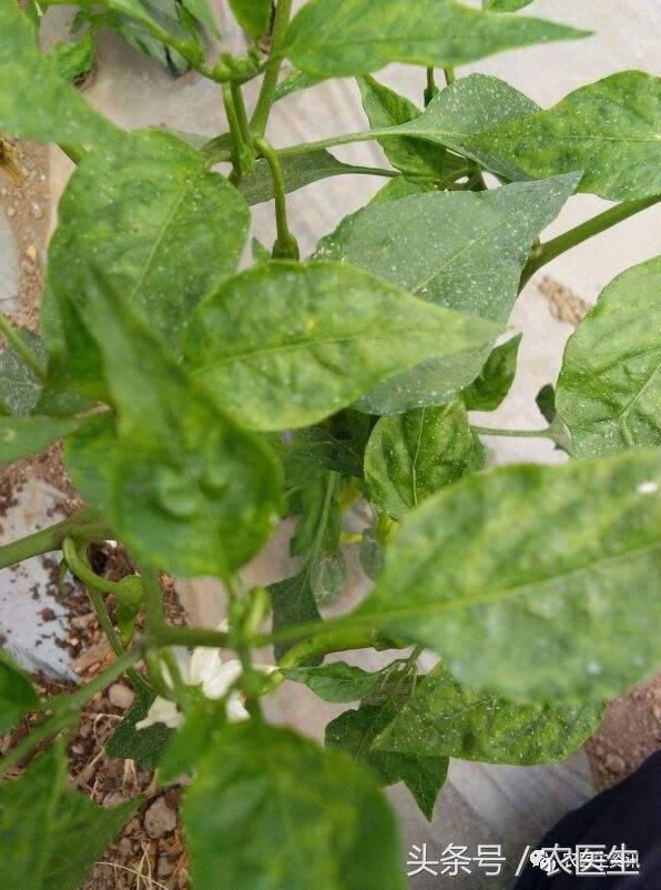 番茄灰霉怎么样发生的,番茄灰霉的病因是怎么造成的